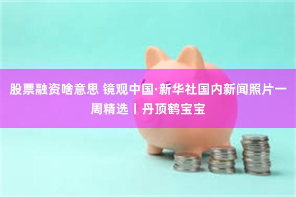 股票融资啥意思 镜观中国·新华社国内新闻照片一周精选丨丹顶鹤宝宝