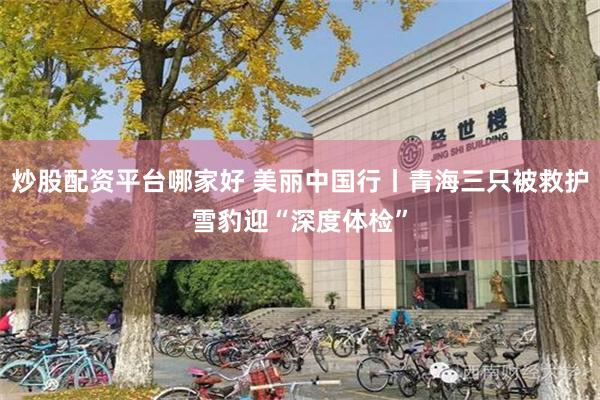 炒股配资平台哪家好 美丽中国行丨青海三只被救护雪豹迎“深度体检”